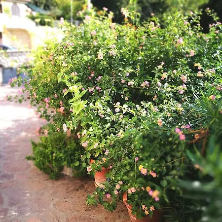 Villino Le Terrazze * روزينيانو ماريتيمو